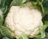 Cauliflower Seeds 300 Self Blanche Vegetable Garden Cool Weather Fast Sh... - £7.22 GBP