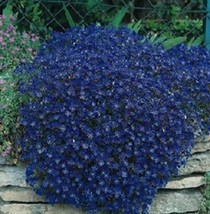 New Fresh Seeds 100 Rock Cress Seeds Cascading Blue Aubrieta Seeds Perennial USA - $24.00