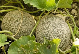 40 Seeds Green Muskmelon Sweet Melon - £8.39 GBP