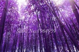 Fresh Seeds 50Pcs Bamboo Seed Lucky Moso Tree Seeds Dark Purple Color - £10.23 GBP