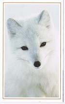 Postcard Arctic Fox On Kolguyev Island Russia National Geographic - £3.93 GBP