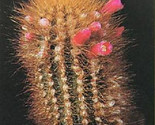 Micranthocereus Auriazureus Columnar Flowering Cacti Cactus 100 Seeds Fa... - $24.73
