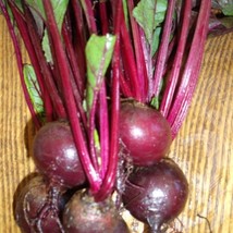 Green Top Bunching Beets Vegetable Fresh Seeds USA - $15.02