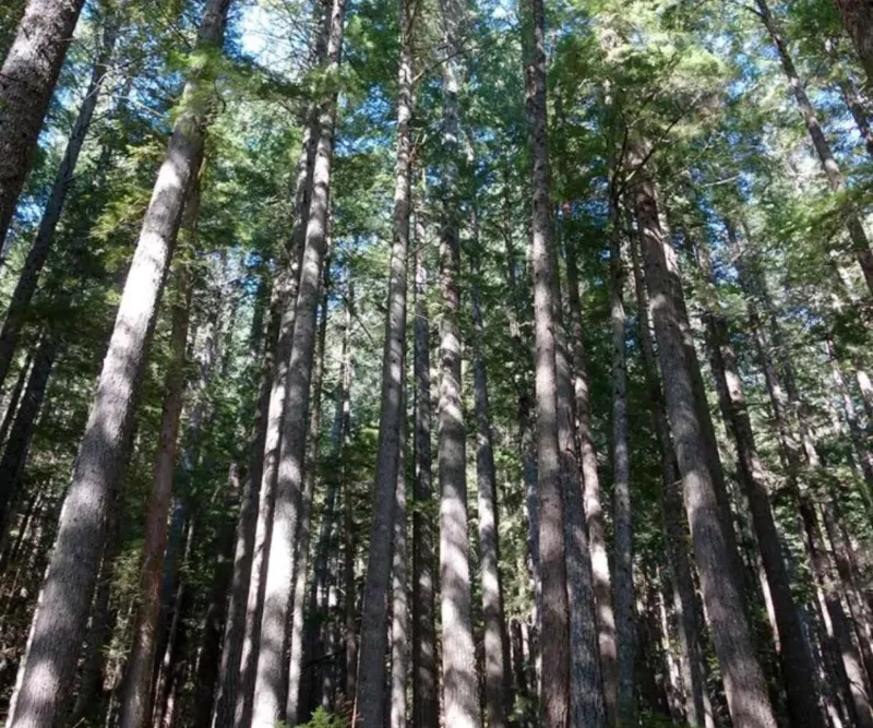 Pseudotsuga menziesii seeds Oregon pine Oregon spruce 10 Seeds - $16.49