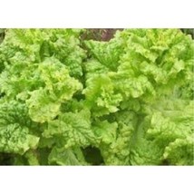 Lettuce Black Seeded Simpson Heirloom Vegetable 30000 Seeds Fresh Garden... - £22.01 GBP