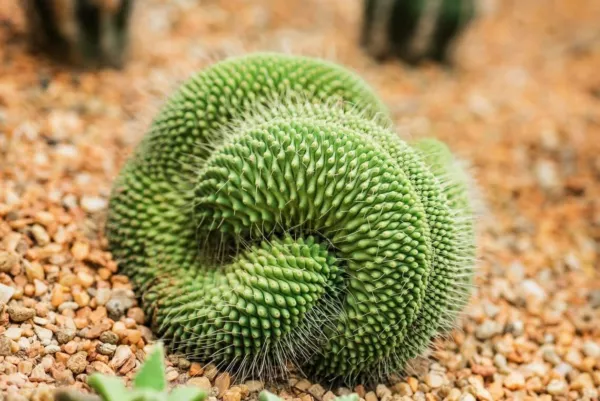 25 Green Poo Cactus Seeds For Planting Mammillaria Spinosissima Usa Seller - $18.98