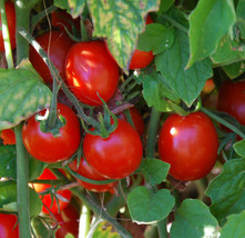 FRESH Principe Borghese Tomato Seeds | Heirloom | Organic - £9.39 GBP