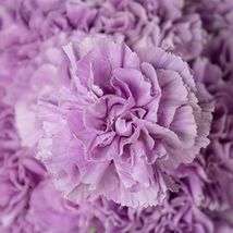 100 Lavender Carnation Seeds Dianthus Flowers Seed Flower Perennial - £11.83 GBP