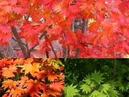 Variety Size Seeds Full Moon Maple Acer japonicum Tree Bonsai Hardy Easy Seeds - £13.50 GBP+