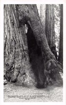 Muir Woods California Giant Redwoods~Lot Of 2 J C Bardell B/W Postcards - £6.73 GBP