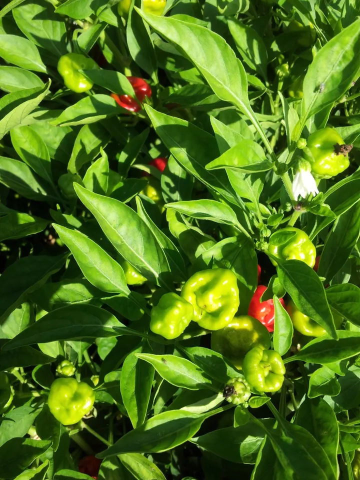 KingStore 50 Red Jamaican Scotch Bonnet Pepper Heirloom Non-Gmo Planting Seeds - £7.51 GBP