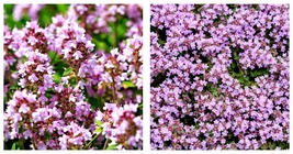 500 Seeds Purple Creeping Thyme Wild Groundcover Perennial Fragrant Bees Garden - £12.78 GBP