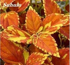 US Seller 100Pcs Japanese Coleus Plant Seeds New Fresh Seeds - $15.28