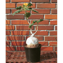 2Pcs Uncarina Roeoesliana Seeds Bonsai Plant Fresh - £12.18 GBP