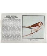 Snow Bunting Bird Print 1931 Blue Book Birds Of America Antique Art PCBG13C - €17,22 EUR