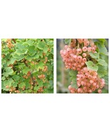 1 PINK CHAMPAGNE CURRANT Live Plant SPRING SHIPPING - £57.70 GBP
