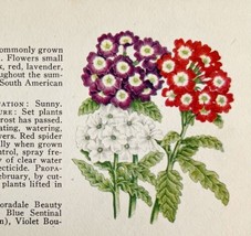 Verbena Perennial Garden Flowers 1940 Art Rudolf Freund Color Plate Print PCBG16 - £19.83 GBP