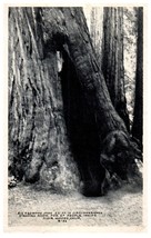 B-53 - 52 foot Redwood Tree Muir Woods California RPPC Postcard - £11.83 GBP