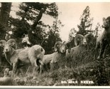 Vtg Postcard Byron Harmon Big Horn Sheep Along the Canadian Pacific Railway - £8.69 GBP