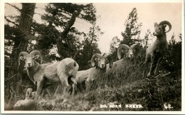 Vtg Postcard Byron Harmon Big Horn Sheep Along the Canadian Pacific Railway - £9.03 GBP