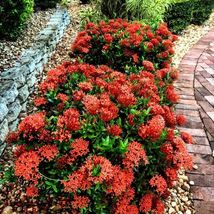 Dwarf Red Ixora /IXORA Taiwanese Red Starter Live Plant 5 Inches Tall - £8.59 GBP