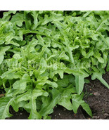 MBK 50 Epazote Chenopodium Seeds Fast Ship - $12.98