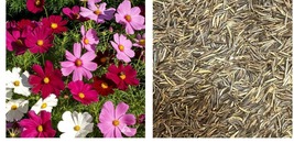 300 Seeds Cosmos Dwarf Sensation Mix Red, Pink, White Spring Pollinators - £21.62 GBP