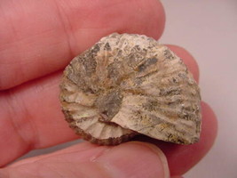 (F-424-W) Ammonite fossil ammonites extinct marine molluscs shell - $10.39