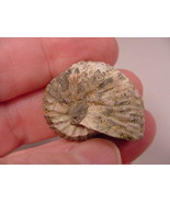 (F-424-W) Ammonite fossil ammonites extinct marine molluscs shell - £8.12 GBP
