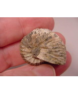 (F-424-W) Ammonite fossil ammonites extinct marine molluscs shell - $10.39