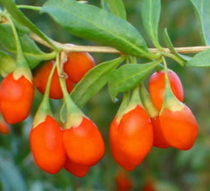 100 Seeds Out Of Pod Himalayan Tibetan Goji Berry Heirloom Seeds Instant Garden - $9.90