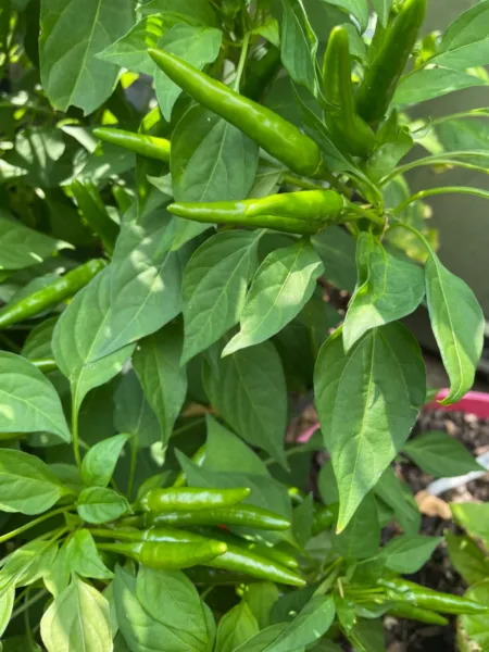 50+ Yatsufusa Yatzy Pepper Seeds Japanese Asian Hot Prolific Heirloom Non Gmo Fr - £7.53 GBP