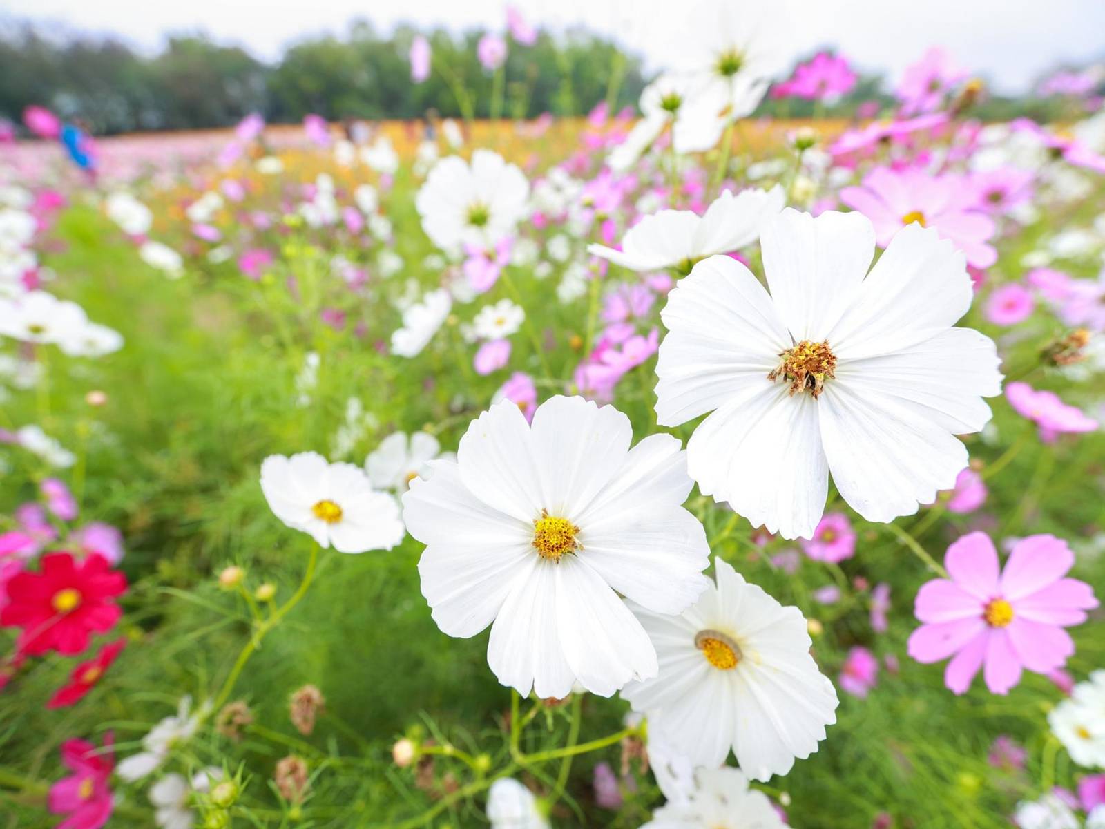 Hummingbird Butterfly Flower Seed Mix Attract Pollinators To Your Garden... - $2.98