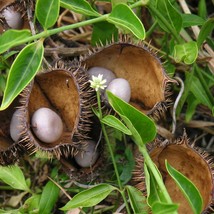 Exotic Gray Nicker Seed Trio - Grow Your Own Caesalpinia Bonduc, Exotic Gardenin - £5.59 GBP