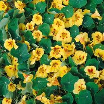 Nasturtium- Peach Melba- 15 Seeds Tera Store - $5.99