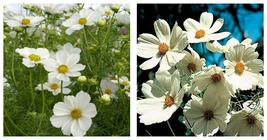 200 Seeds Cosmos- Purity White Seeds Fresh Seeds - £17.68 GBP