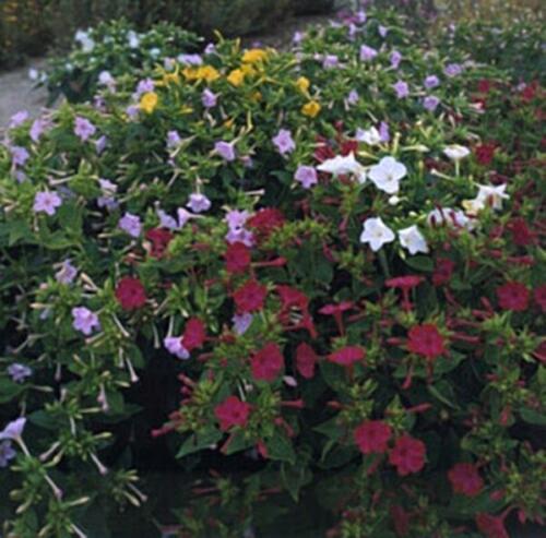 Primary image for 50 Seeds Mirabilis Four O Clock Country Garden Mix Annual Seed