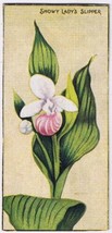 Cowan Co Toronto Card Snowy Lady&#39;s Slipper Wild Flowers Of Canada - £7.78 GBP