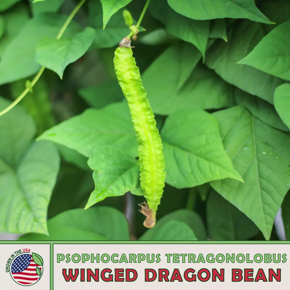 10 Winged Dragon Bean best Seedss Psophocarpus Tetragonolobus ĐẬU RỒNG - $6.65