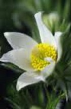 New! 20+ Pure White Anemone Pulsatilla Pasque Flower Seeds - £7.74 GBP