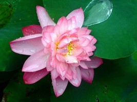 FG Sacred Lotus {Nelumbo Nucifera} Organic 5 Seeds ! - £10.45 GBP