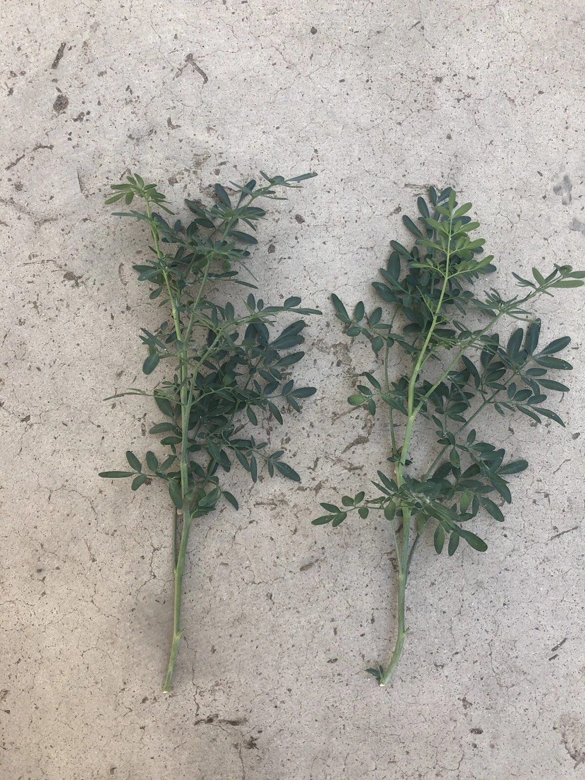 2pcs Common Rue Cutting Ruta graveolens Herb of Grace Ready To Plant - $33.88