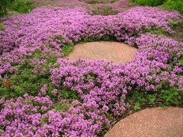  1,000 Creeping Thyme Seeds Beautiful Blooms Dwarf 6 Inch Variety. Non-GMO USA  - £2.98 GBP