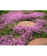  1,000 Creeping Thyme Seeds Beautiful Blooms Dwarf 6 Inch Variety. Non-G... - £2.94 GBP