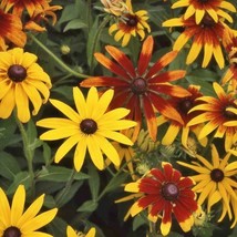 USA Non GMO 200 Seeds Daisy Seeds Gloriosa Mix Rudbeckia Native Wildflower Heirl - £7.06 GBP