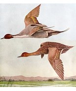 Pintail Ducks In Flight 1936 Bird Art Lithograph Color Plate Print DWU12B - $24.99