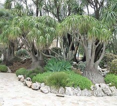 THJAR Beaucarnea recurvata | Ponytail Palm | Bottle Palm | Elephant&#39;s Fo... - $53.31 MXN