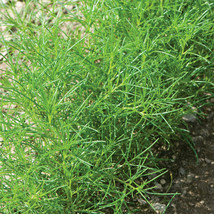 200 Saltwort Herb Seeds  Traditional Japanese Culinary Herb Non-GMO USA Seller - £8.63 GBP