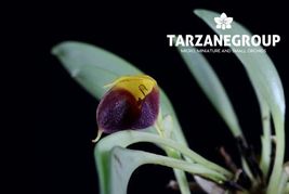MASDEVALLIA BRACHYURA SMALL ORCHID POTTED - $29.00