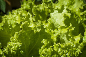 SR Lettuce Seed, Leaf Lettuce, Grand Rapids, Heirloom,  Non Gmo,25+Seeds, - $3.29